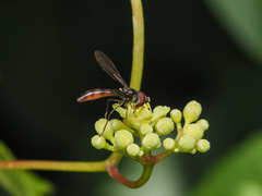Ocyptamus fuscipennis