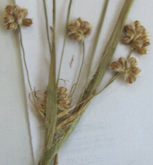 Luzula multiflora multiflora