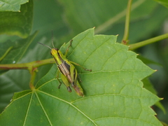 Melanoplus bivittatus