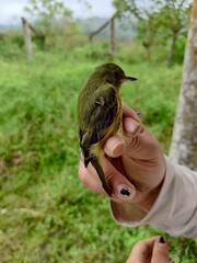 Mionectes oleagineus