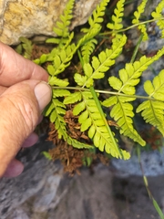 Dryopteris expansa