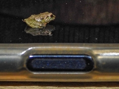 Pristimantis cruentus
