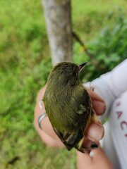 Mionectes oleagineus