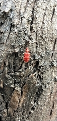 Lemodes coccinea