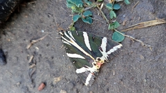 Euplagia quadripunctaria