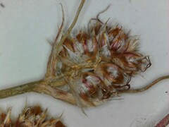 Luzula multiflora multiflora