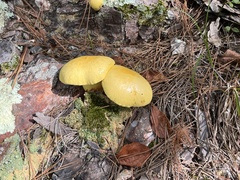 Retiboletus ornatipes
