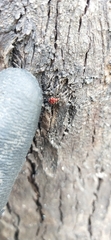 Lemodes coccinea