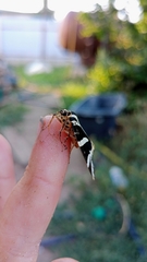 Euplagia quadripunctaria