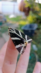 Euplagia quadripunctaria