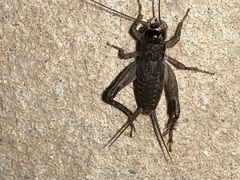 Velarifictorus micado