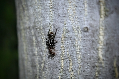 Salticinae