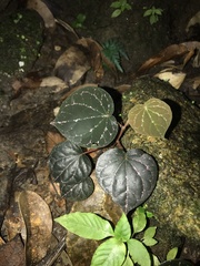 Piper porphyrophyllum