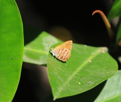 Hypochrysops apelles