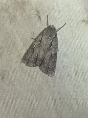 Acronicta