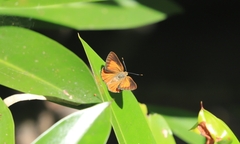 Hypochrysops apelles