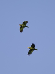 Amazona finschi
