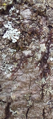 Frullania