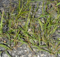 Eragrostis