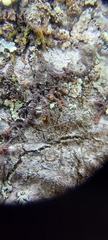 Frullania