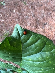 Endomychus biguttatus