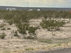 Larrea tridentata