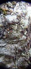 Frullania