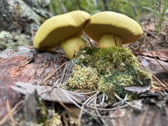 Retiboletus ornatipes