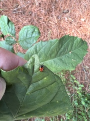 Endomychus biguttatus