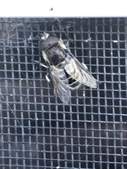 Eristalis dimidiata