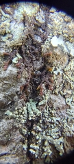Frullania