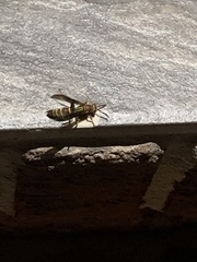 Polistes rubiginosus