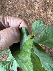 Endomychus biguttatus