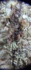 Frullania