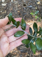 Olea europaea