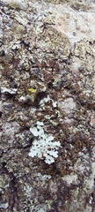 Frullania