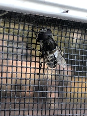 Eristalis dimidiata