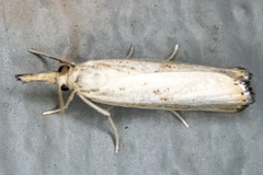 Agriphila vulgivagellus
