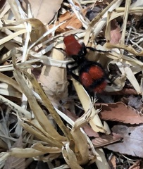 Dasymutilla occidentalis