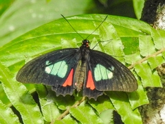Parides eurimedes
