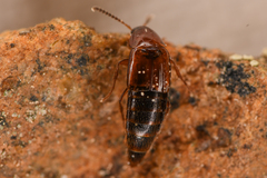 Tachyporinae