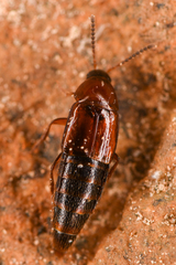 Tachyporinae