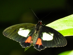 Parides eurimedes