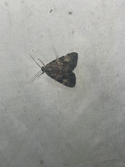 Catocala lineella