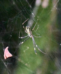Trichonephila clavipes