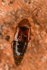 Tachyporinae