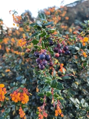 Berberis darwinii