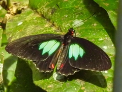 Parides eurimedes