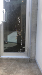 Argiope trifasciata