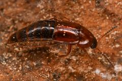 Tachyporinae
